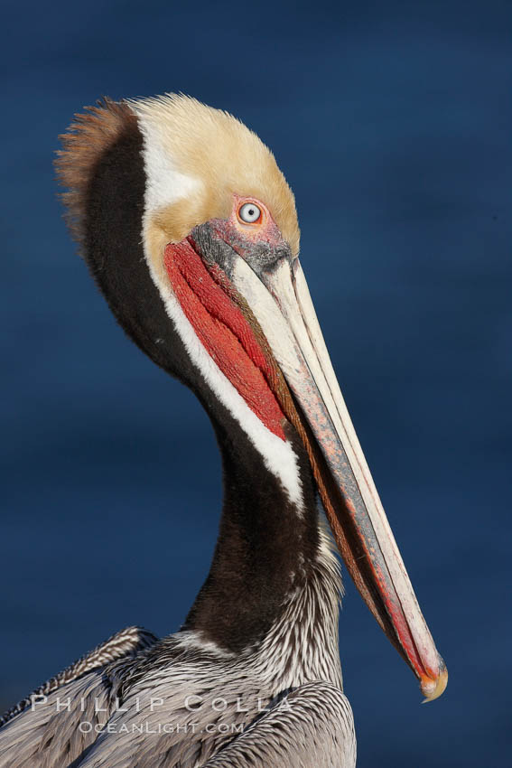 Brown pelican portrait, displaying winter breeding plumage with distinctive dark brown nape, yellow head feathers and red gular throat pouch. La Jolla, California, USA, Pelecanus occidentalis, Pelecanus occidentalis californicus, natural history stock photograph, photo id 22565