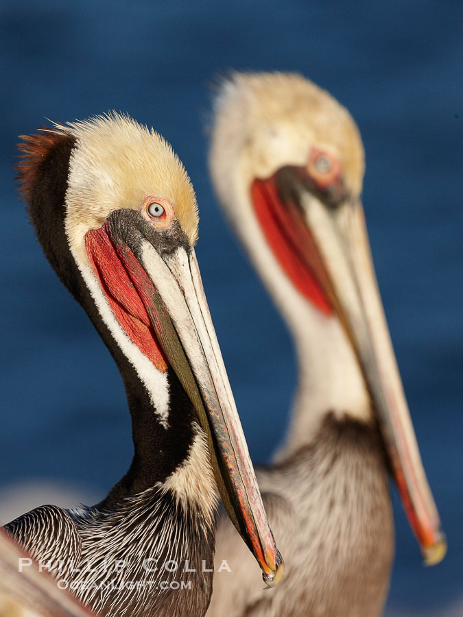Brown pelican portrait, displaying winter breeding plumage with distinctive dark brown nape, yellow head feathers and red gular throat pouch., Pelecanus occidentalis, Pelecanus occidentalis californicus, natural history stock photograph, photo id 22569