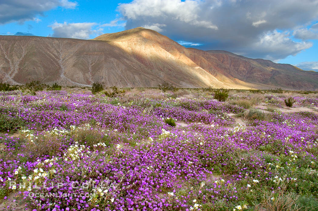 Sand verbena carpets sand dunes and washes in Anza Borrego Desert State Park.  Sand verbena blooms throughout the Colorado Desert following rainy winters. Anza-Borrego Desert State Park, Borrego Springs, California, USA, Abronia villosa, natural history stock photograph, photo id 10463