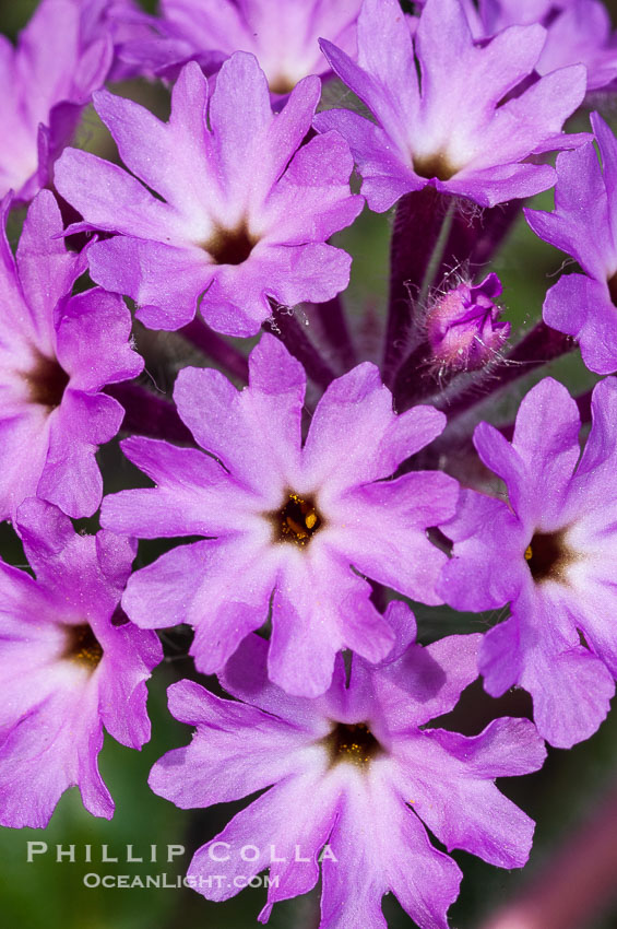 Sand verbena blooms in spring in Anza Borrego Desert State Park.  Sand verbena blooms throughout the Colorado Desert following rainy winters. Anza-Borrego Desert State Park, Borrego Springs, California, USA, Abronia villosa, natural history stock photograph, photo id 10497