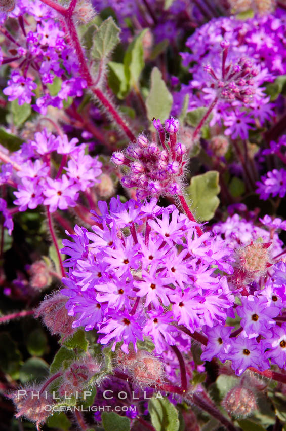Sand verbena blooms in spring in Anza Borrego Desert State Park.  Sand verbena blooms throughout the Colorado Desert following rainy winters. Anza-Borrego Desert State Park, Borrego Springs, California, USA, Abronia villosa, natural history stock photograph, photo id 10496