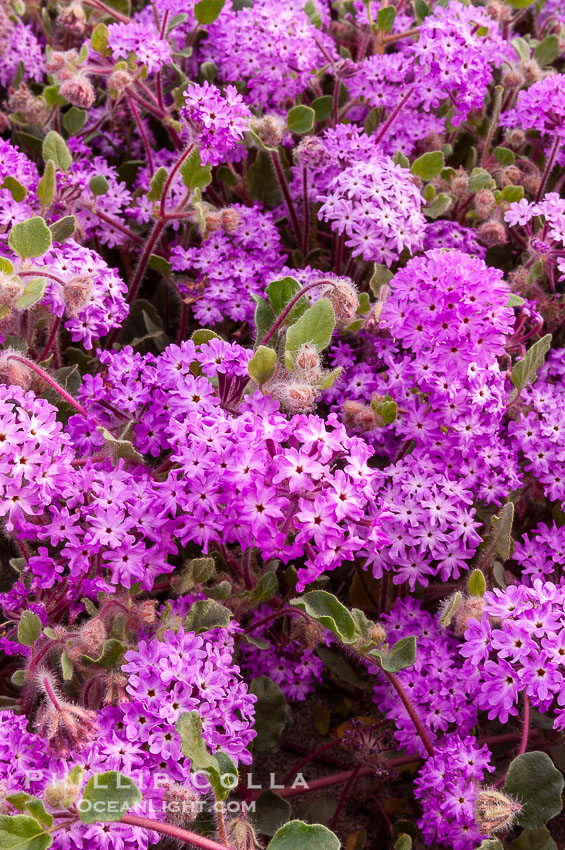 Sand verbena blooms in spring in Anza Borrego Desert State Park.  Sand verbena blooms throughout the Colorado Desert following rainy winters. Anza-Borrego Desert State Park, Borrego Springs, California, USA, Abronia villosa, natural history stock photograph, photo id 10499