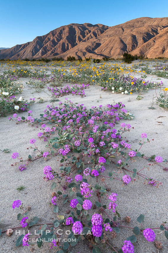 Sand verbena wildflowers on sand dunes, Anza-Borrego Desert State Park. Borrego Springs, California, USA, Abronia villosa, natural history stock photograph, photo id 30498