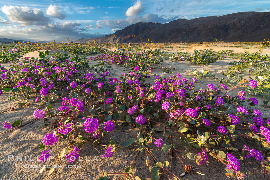 Sand verbena wildflowers on sand dunes, Anza-Borrego Desert State Park. Borrego Springs, California, USA, Abronia villosa, natural history stock photograph, photo id 30514