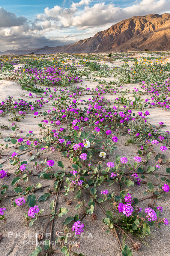 Sand verbena wildflowers on sand dunes, Anza-Borrego Desert State Park. Borrego Springs, California, USA, Abronia villosa, Oenothera deltoides, natural history stock photograph, photo id 30496