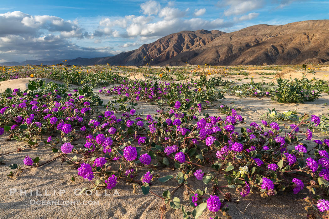 Sand verbena wildflowers on sand dunes, Anza-Borrego Desert State Park. Borrego Springs, California, USA, Abronia villosa, natural history stock photograph, photo id 30512