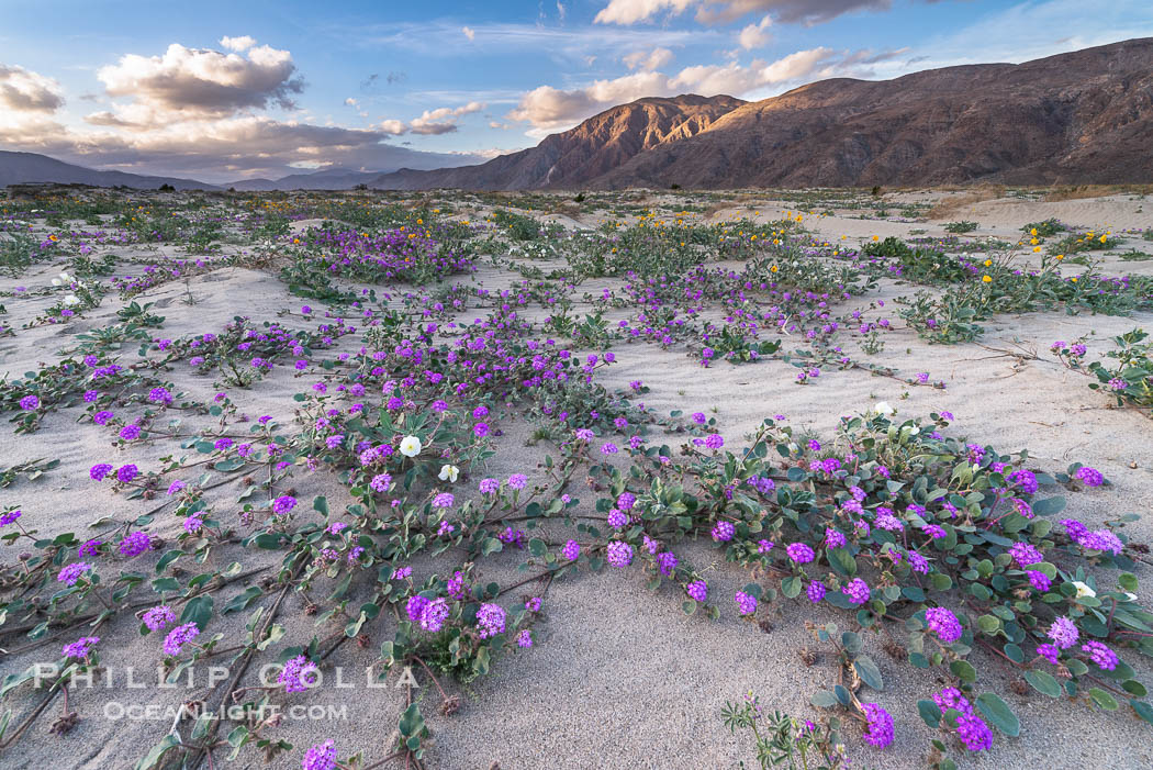 Sand verbena wildflowers on sand dunes, Anza-Borrego Desert State Park, Abronia villosa, Borrego Springs, California