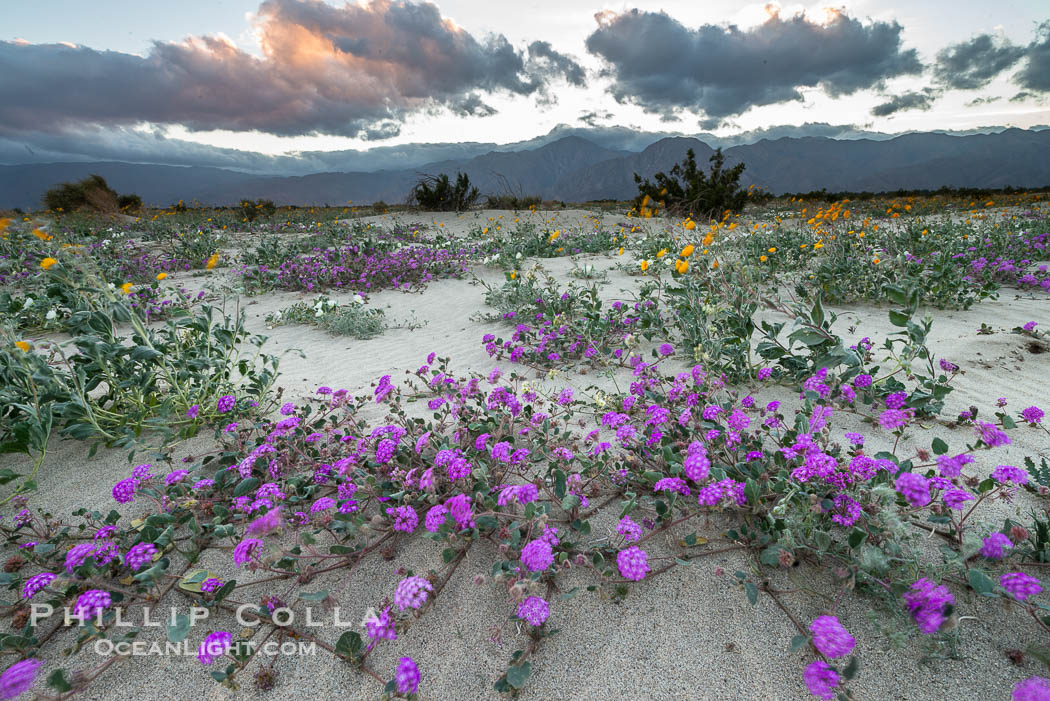 Sand verbena wildflowers on sand dunes, Anza-Borrego Desert State Park. Borrego Springs, California, USA, Abronia villosa, natural history stock photograph, photo id 30520