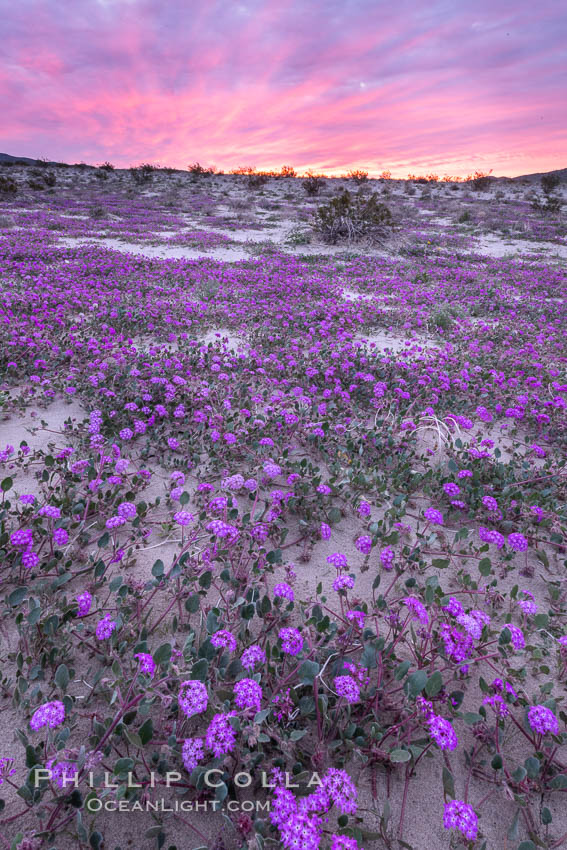 Sand verbena wildflowers on sand dunes, Anza-Borrego Desert State Park. Borrego Springs, California, USA, Abronia villosa, natural history stock photograph, photo id 35118