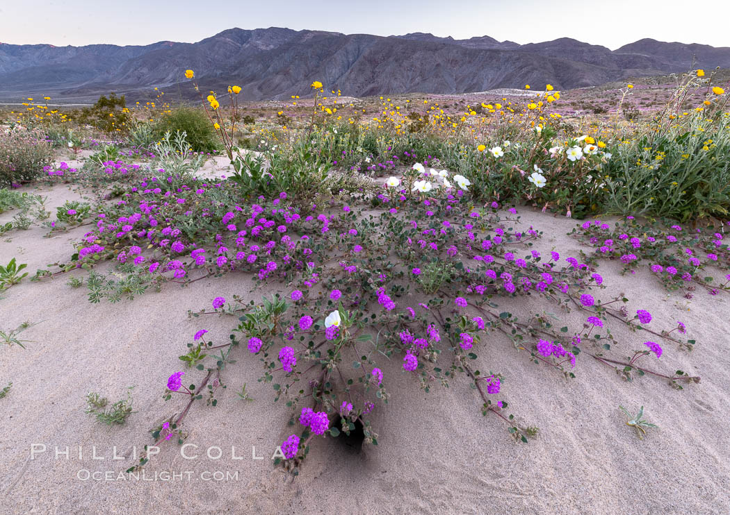 Sand verbena wildflowers on sand dunes, Anza-Borrego Desert State Park. Borrego Springs, California, USA, Abronia villosa, natural history stock photograph, photo id 35219
