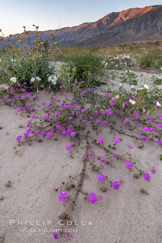 Sand verbena wildflowers on sand dunes, Anza-Borrego Desert State Park. Borrego Springs, California, USA, Abronia villosa, natural history stock photograph, photo id 35205