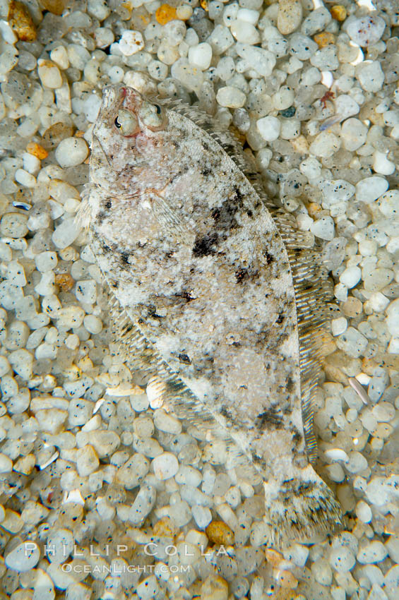 A small (2 inch) sanddab is well-camouflaged amidst the grains of sand that surround it., Citharichthys, natural history stock photograph, photo id 14938