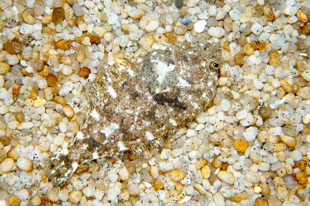 A small (2 inch) sanddab is well-camouflaged amidst the grains of sand that surround it., Citharichthys, natural history stock photograph, photo id 14935