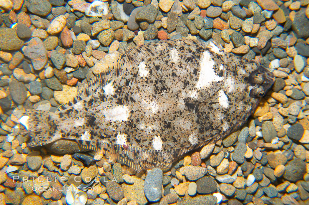A small (2 inch) sanddab is well-camouflaged amidst the grains of sand that surround it., Citharichthys, natural history stock photograph, photo id 14005