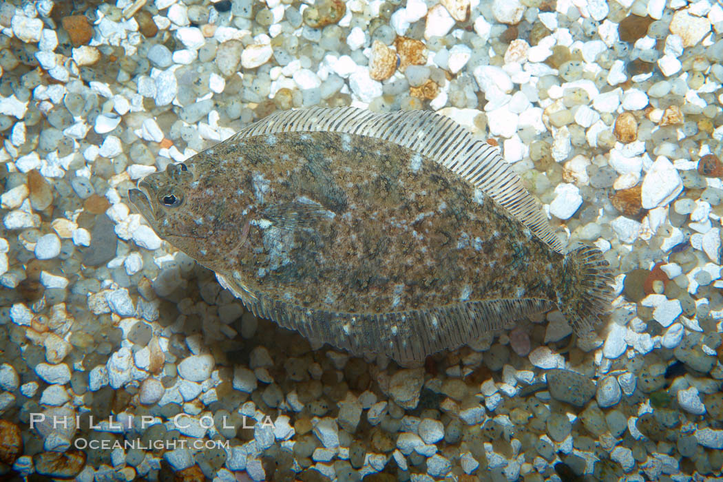 A small 2-inch sanddab is well-camoflaged against the grains of sand that surround it., Citharichthys, natural history stock photograph, photo id 21524