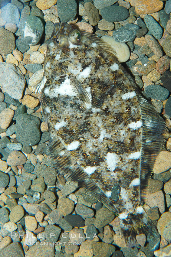 A small (2 inch) sanddab is well-camouflaged amidst the grains of sand that surround it., Citharichthys, natural history stock photograph, photo id 08947