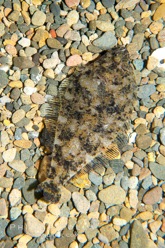 A small (2 inch) sanddab is well-camouflaged amidst the grains of sand that surround it., Citharichthys, natural history stock photograph, photo id 14937