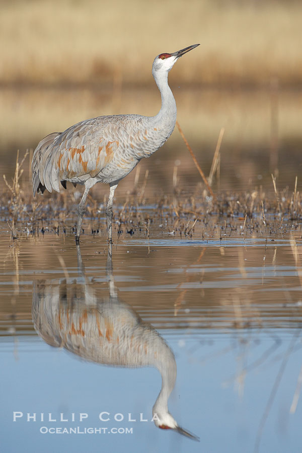 A sandhill crane is perfectly reflected, in mirror-calm waters at sunrise., Grus canadensis, natural history stock photograph, photo id 22082