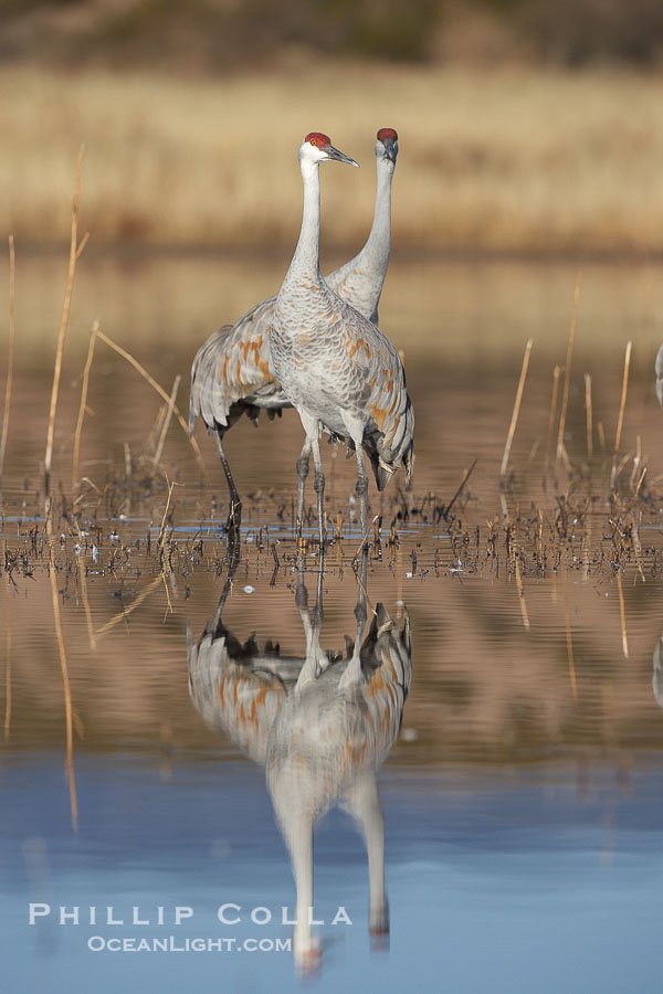 Two sandhill cranes, reflected in mirror-still waters at sunrise., Grus canadensis, natural history stock photograph, photo id 22094