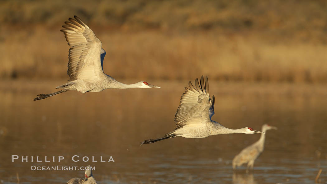Two sandhill cranes flying side by side. Bosque del Apache National Wildlife Refuge, Socorro, New Mexico, USA, Grus canadensis, natural history stock photograph, photo id 22076