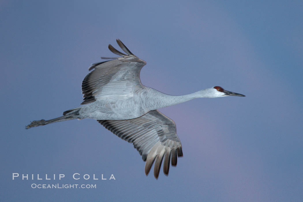 Sandhill crane in flight at sunset. Bosque del Apache National Wildlife Refuge, Socorro, New Mexico, USA, Grus canadensis, natural history stock photograph, photo id 22084