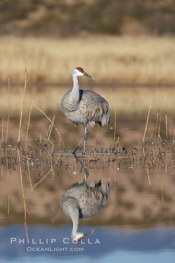 A sandhill crane is perfectly reflected, in mirror-calm waters at sunrise. Bosque del Apache National Wildlife Refuge, Socorro, New Mexico, USA, Grus canadensis, natural history stock photograph, photo id 22089