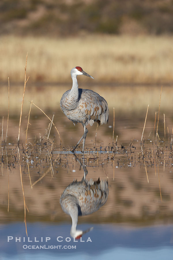 A sandhill crane is perfectly reflected, in mirror-calm waters at sunrise., Grus canadensis, natural history stock photograph, photo id 22089