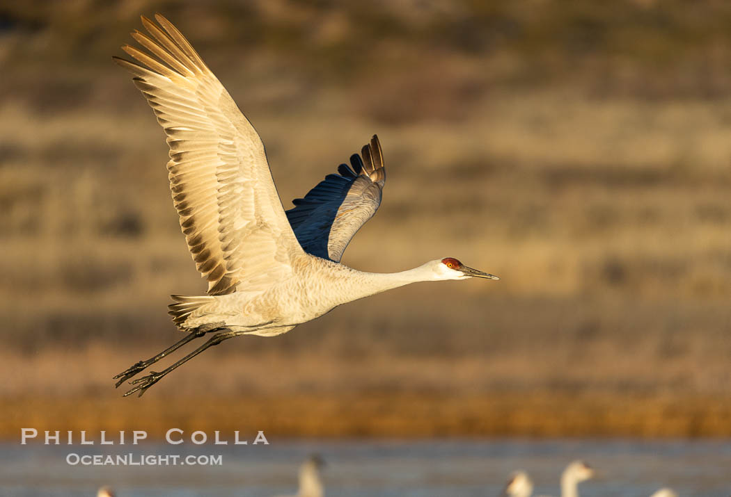 Sandhill crane spreads its broad wings as it takes flight in early morning light. This sandhill crane is among thousands present in Bosque del Apache National Wildlife Refuge, stopping here during its winter migration. Socorro, New Mexico, USA, Grus canadensis, natural history stock photograph, photo id 38786