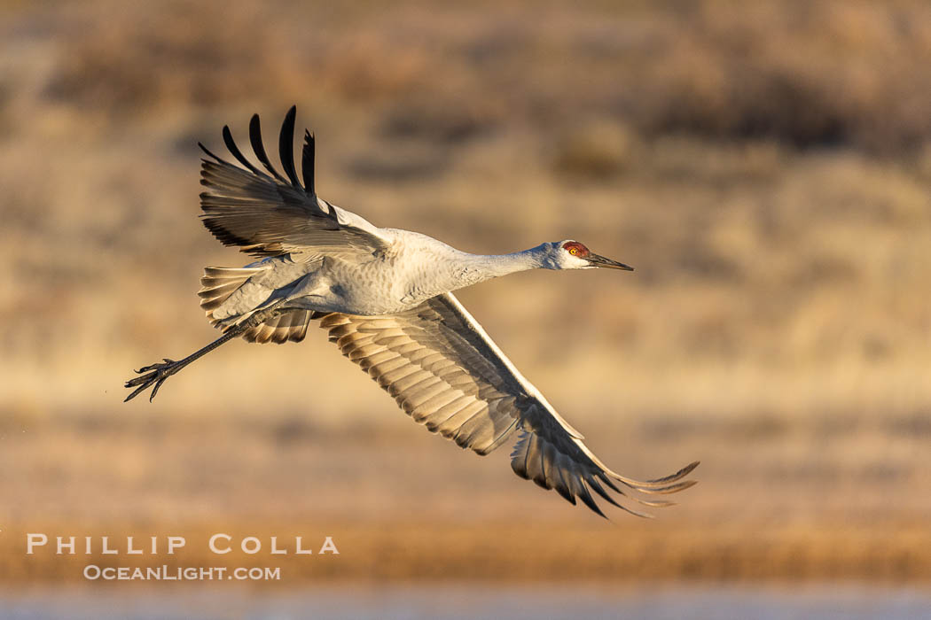 Sandhill crane spreads its broad wings as it takes flight in early morning light. This sandhill crane is among thousands present in Bosque del Apache National Wildlife Refuge, stopping here during its winter migration. Socorro, New Mexico, USA, Grus canadensis, natural history stock photograph, photo id 38735