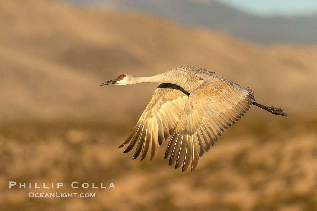 Sandhill crane spreads its broad wings as it takes flight in early morning light. This sandhill crane is among thousands present in Bosque del Apache National Wildlife Refuge, stopping here during its winter migration. Socorro, New Mexico, USA, Grus canadensis, natural history stock photograph, photo id 38771