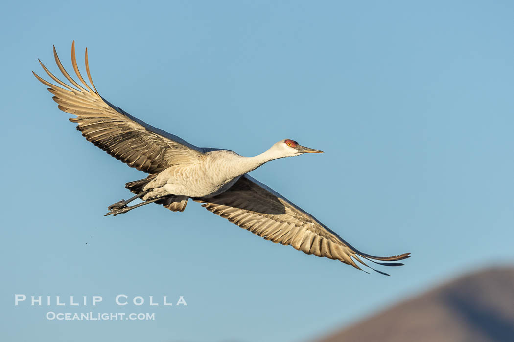 Sandhill crane spreads its broad wings as it takes flight in early morning light. This sandhill crane is among thousands present in Bosque del Apache National Wildlife Refuge, stopping here during its winter migration. Socorro, New Mexico, USA, Grus canadensis, natural history stock photograph, photo id 38783