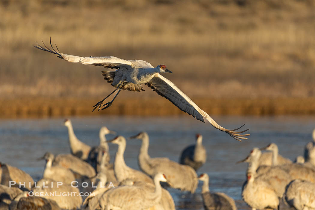 Sandhill crane spreads its broad wings as it takes flight in early morning light. This sandhill crane is among thousands present in Bosque del Apache National Wildlife Refuge, stopping here during its winter migration. Socorro, New Mexico, USA, Grus canadensis, natural history stock photograph, photo id 38785