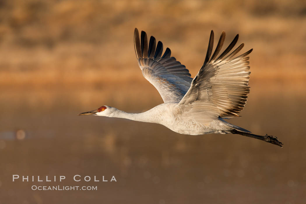 Sandhill crane in flight, wings extended, Grus canadensis, Bosque Del Apache, Socorro, New Mexico