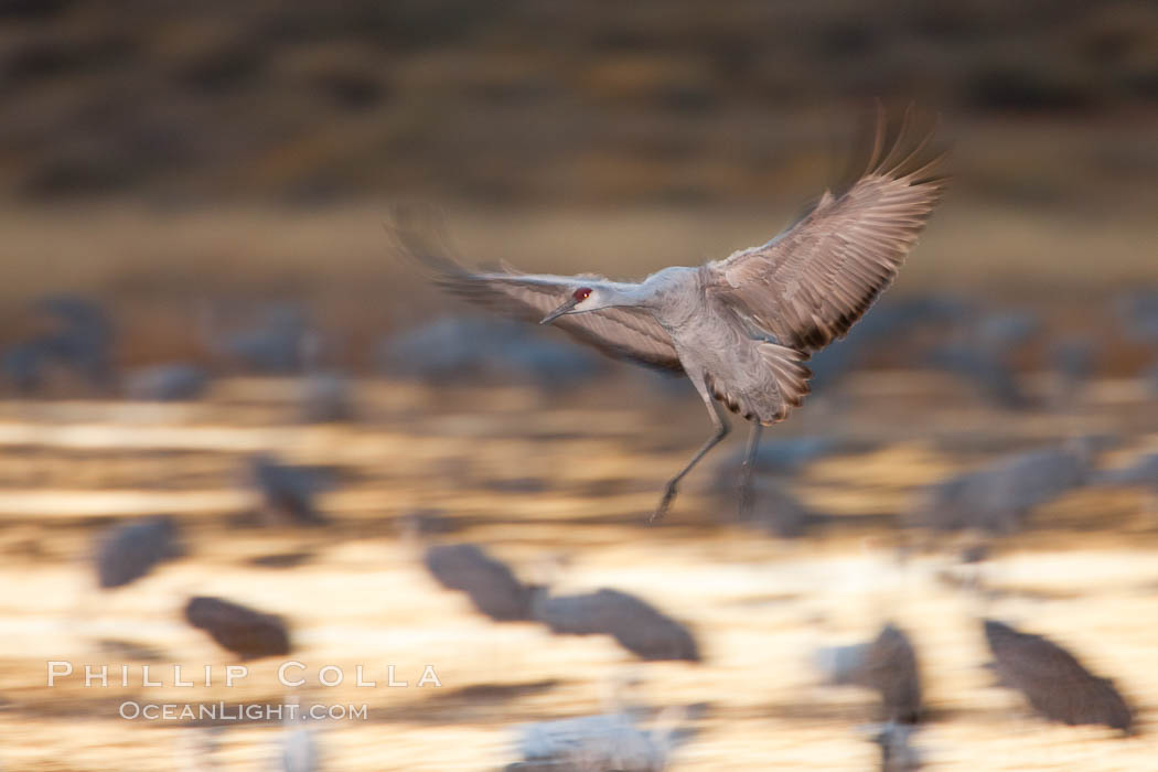 Sandhill crane in flight, wings are blurred in a long time exposure. Bosque Del Apache, Socorro, New Mexico, USA, Grus canadensis, natural history stock photograph, photo id 26244