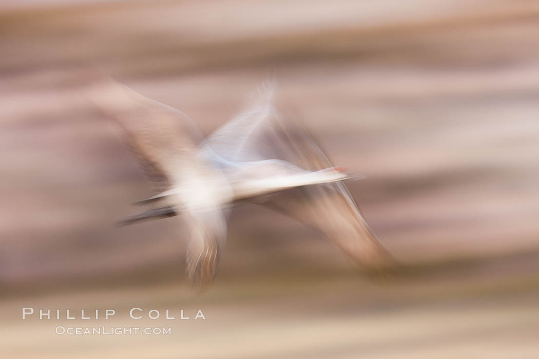 Sandhill crane in flight, wings are blurred in a long time exposure. Bosque Del Apache, Socorro, New Mexico, USA, Grus canadensis, natural history stock photograph, photo id 26247