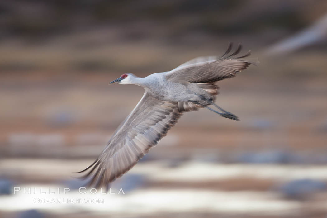Sandhill crane in flight, wings are blurred in a long time exposure. Bosque Del Apache, Socorro, New Mexico, USA, Grus canadensis, natural history stock photograph, photo id 26282