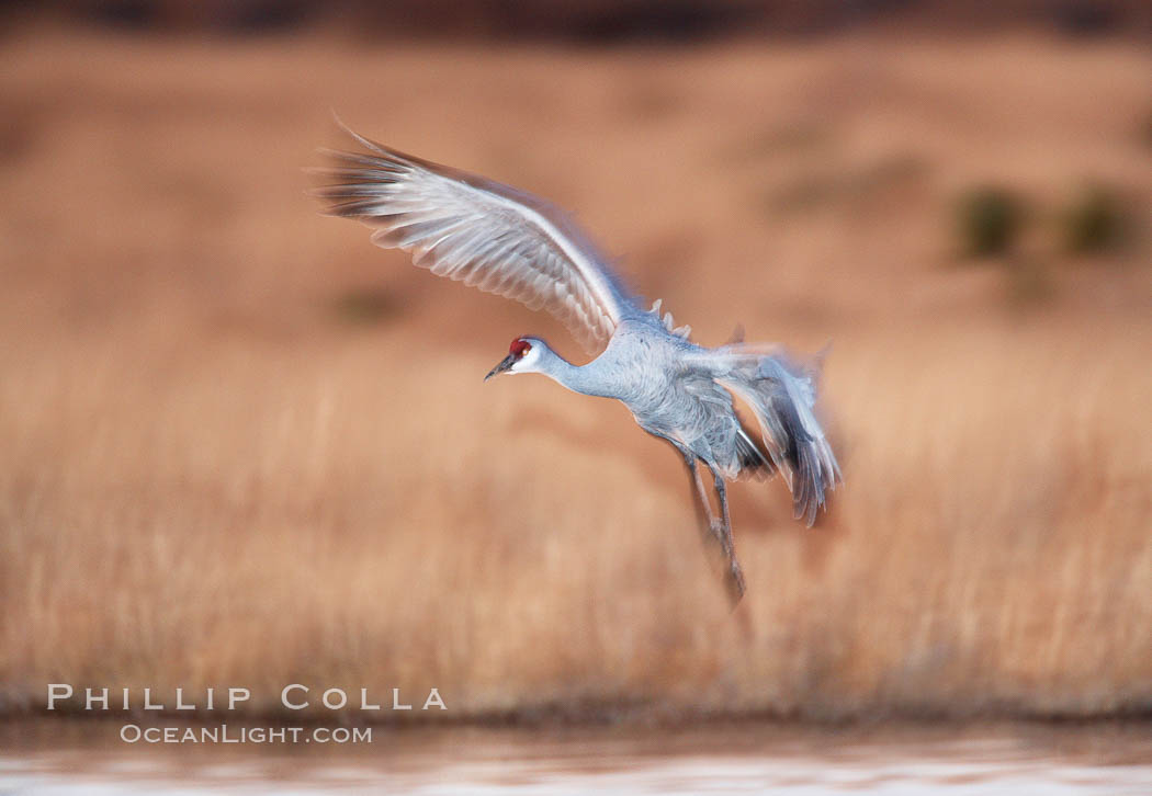 Sandhill crane in flight, in dim sunset light, wings blurred due to time exposure. Bosque del Apache National Wildlife Refuge, Socorro, New Mexico, USA, Grus canadensis, natural history stock photograph, photo id 21824