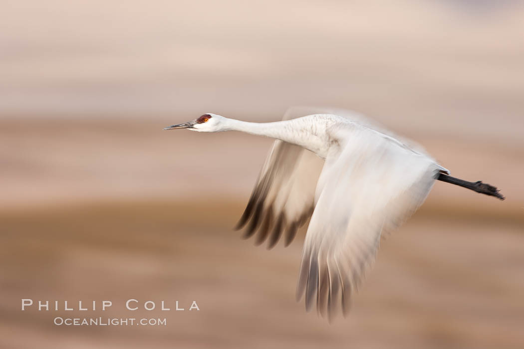 Sandhill crane in flight, wings are blurred in a long time exposure. Bosque Del Apache, Socorro, New Mexico, USA, Grus canadensis, natural history stock photograph, photo id 26231