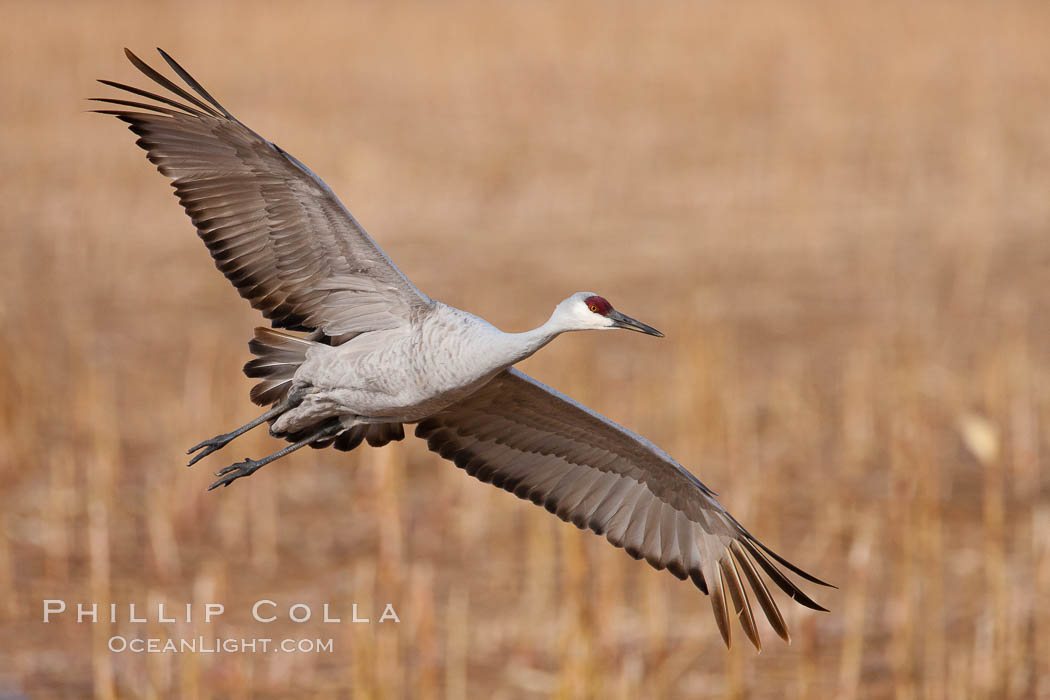 Sandhill crane in flight, wings extended. Bosque Del Apache, Socorro, New Mexico, USA, Grus canadensis, natural history stock photograph, photo id 26197