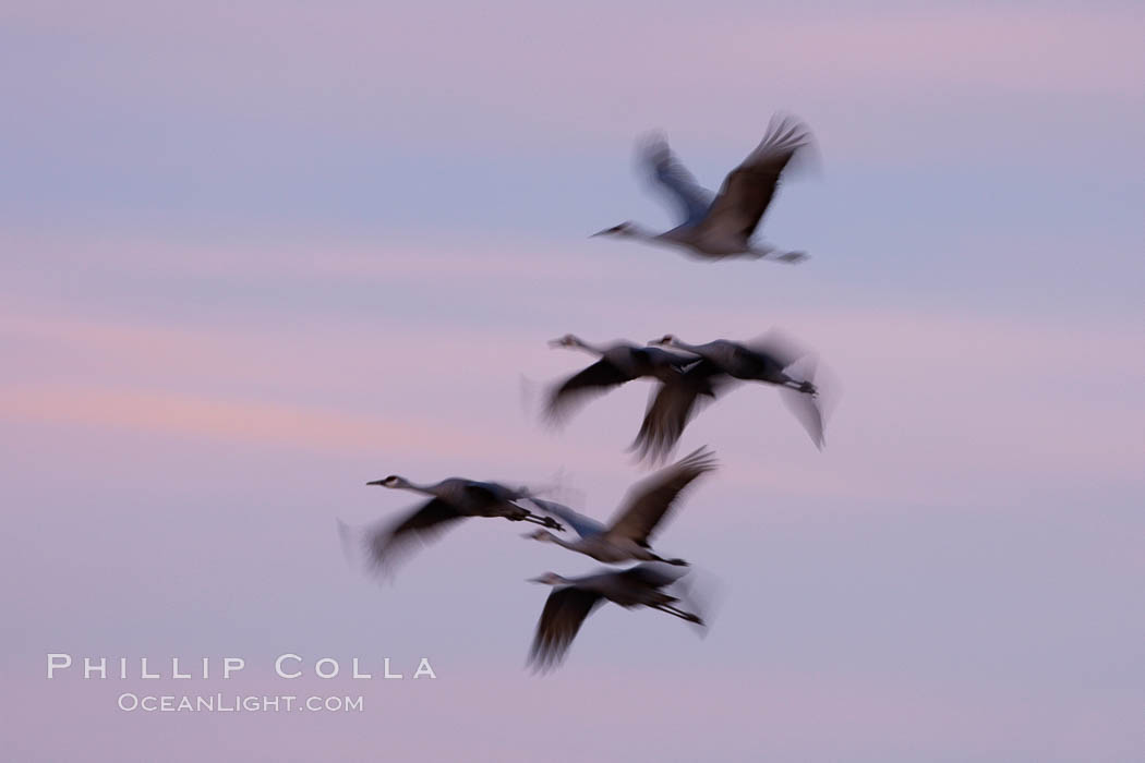 Sandhill cranes, flying across a colorful sunset sky, blur wings due to long time exposure. Bosque del Apache National Wildlife Refuge, Socorro, New Mexico, USA, Grus canadensis, natural history stock photograph, photo id 21954