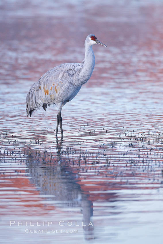 Sandhill crane resting in a shallow pond, reflected in still water with soft predawn light. Bosque del Apache National Wildlife Refuge, Socorro, New Mexico, USA, Grus canadensis, natural history stock photograph, photo id 21962