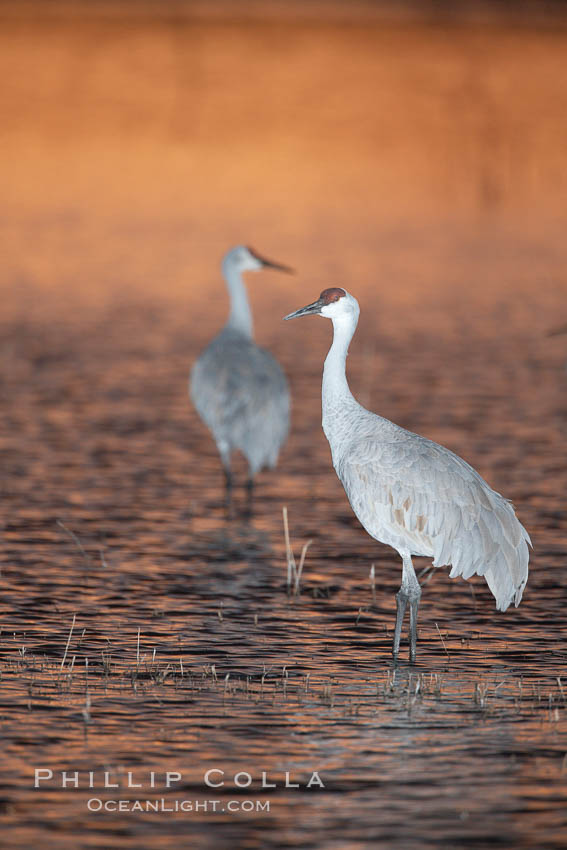 A sandhill cranes, standing in still waters with rich gold sunset light reflected around it. Bosque del Apache National Wildlife Refuge, Socorro, New Mexico, USA, Grus canadensis, natural history stock photograph, photo id 21976