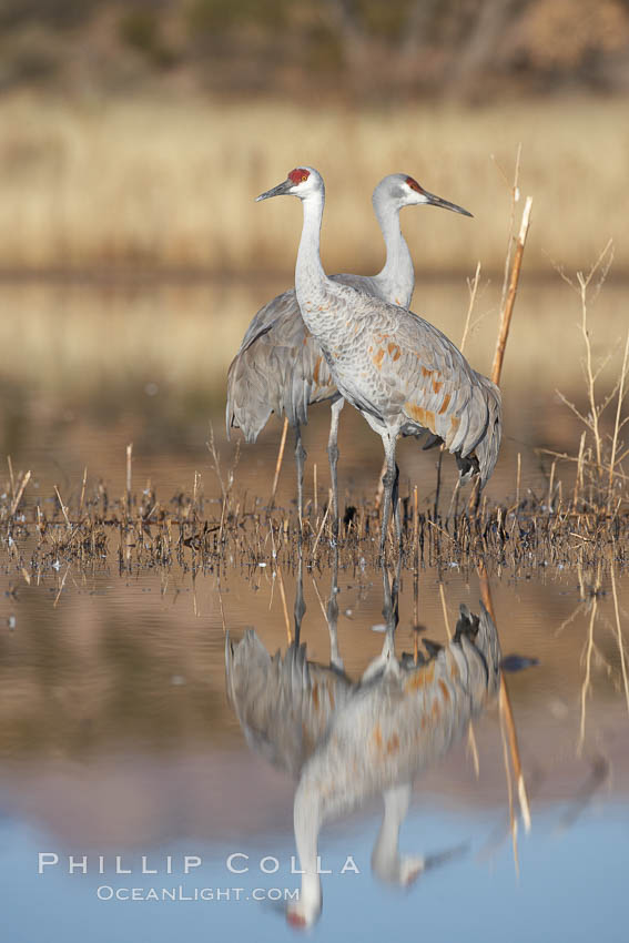 Two sandhill cranes, reflected in mirror-still waters at sunrise. Bosque del Apache National Wildlife Refuge, Socorro, New Mexico, USA, Grus canadensis, natural history stock photograph, photo id 21971