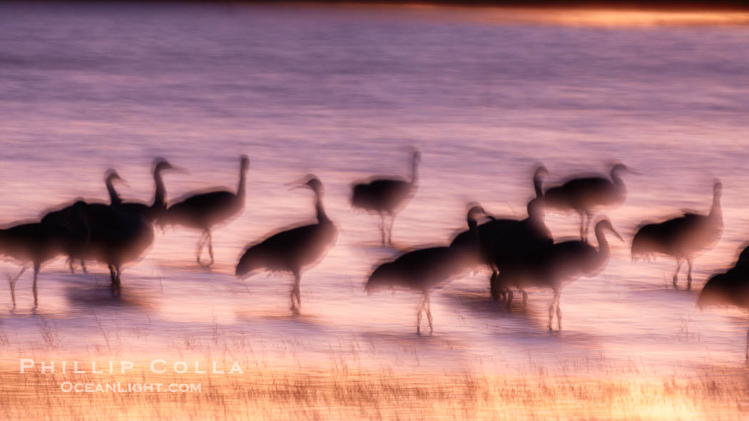 Sandhill cranes, blurred by long time exposure, colored by twilight hues., Grus canadensis, natural history stock photograph, photo id 22003