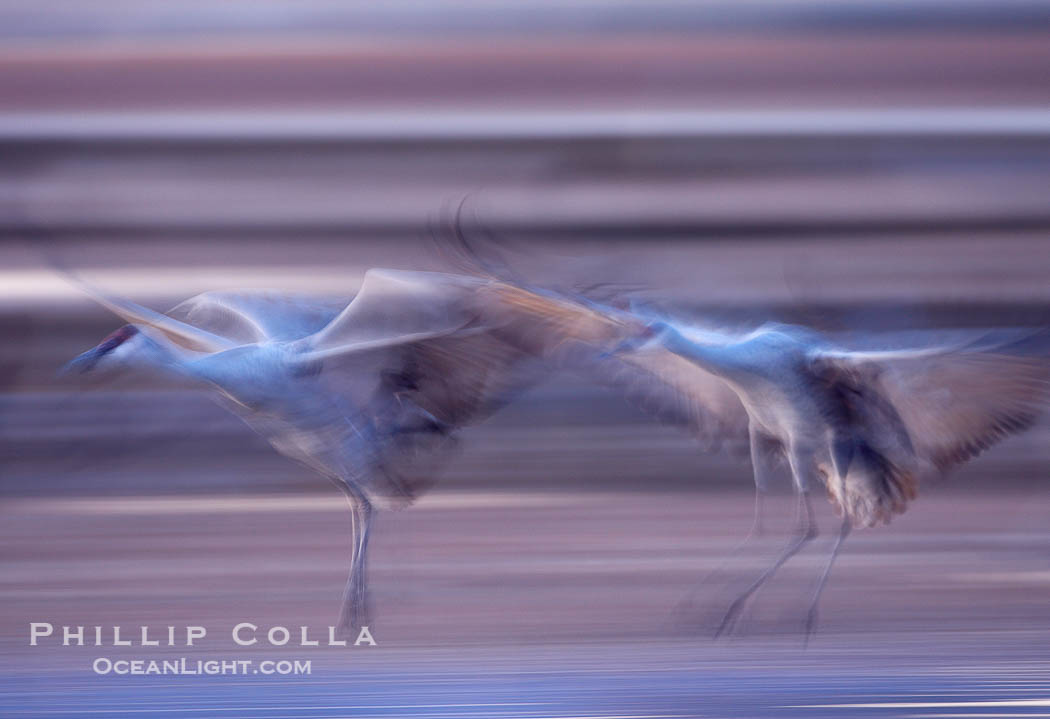 Sandhill cranes, flying across a colorful sunset sky, blur wings due to long time exposure., Grus canadensis, natural history stock photograph, photo id 21957