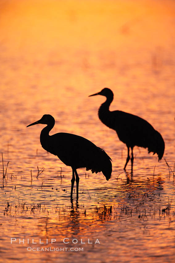 Sandhill cranes, standing in still waters with rich gold sunset light reflected around them. Bosque del Apache National Wildlife Refuge, Socorro, New Mexico, USA, Grus canadensis, natural history stock photograph, photo id 21886