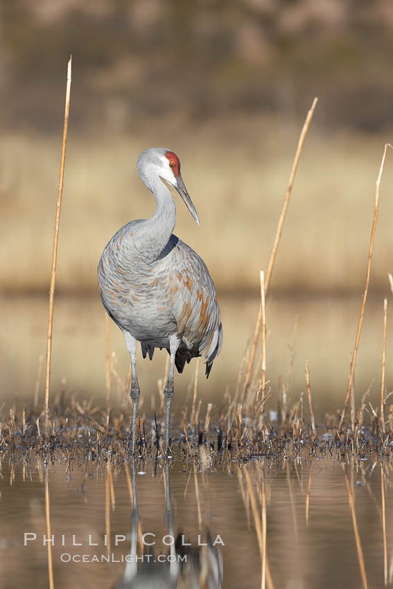 A sandhill crane is perfectly reflected, in mirror-calm waters at sunrise. Bosque del Apache National Wildlife Refuge, Socorro, New Mexico, USA, Grus canadensis, natural history stock photograph, photo id 21914