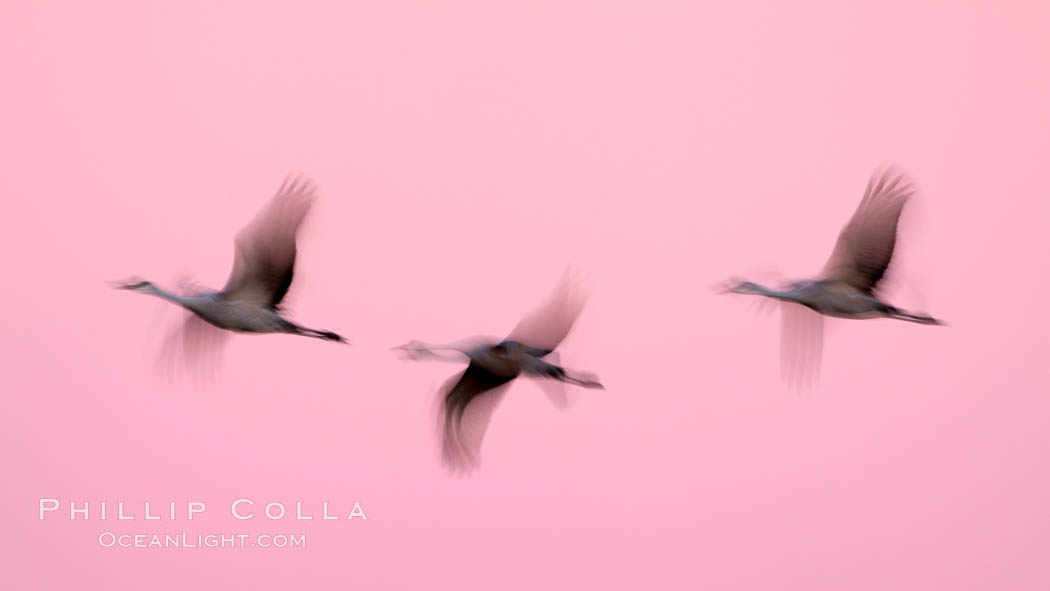Sandhill cranes, blurred by long time exposure, fly through colorful twilight skies. Bosque del Apache National Wildlife Refuge, Socorro, New Mexico, USA, Grus canadensis, natural history stock photograph, photo id 21942