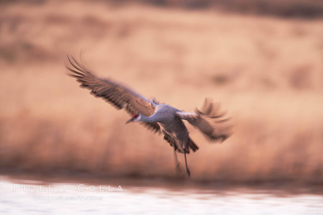 Sandhill crane, blurred by long time exposure, slows to land on a pond. Bosque del Apache National Wildlife Refuge, Socorro, New Mexico, USA, Grus canadensis, natural history stock photograph, photo id 21876