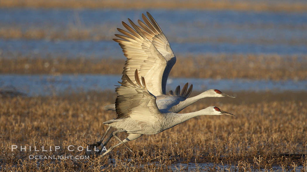 Sandhill cranes in flight, side by side in near-synchonicity, spreading their broad wides wide as they fly. Bosque del Apache National Wildlife Refuge, Socorro, New Mexico, USA, Grus canadensis, natural history stock photograph, photo id 21884